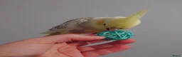Cockatiels birds for sale: Hand reread silly tame DNA sexed baby cockatiels  - Advert 8