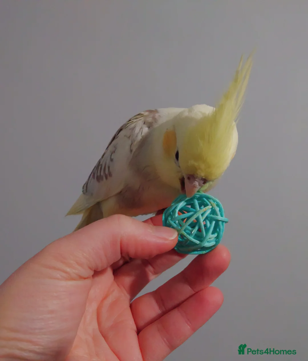 Cockatiels birds for sale: Hand reread silly tame DNA sexed baby cockatiels  - Advert 8