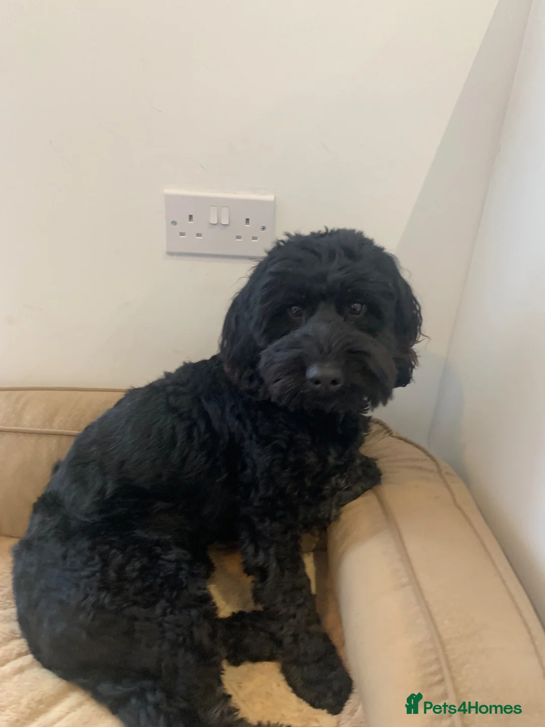 Cockapoo dogs for sale: F1 cockerpoo in Mold - Advert 1
