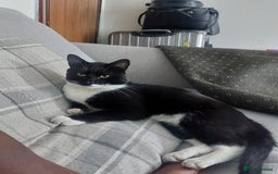 Domestic Shorthair cats for sale: Adorable Tuxedo Cat - Image 4