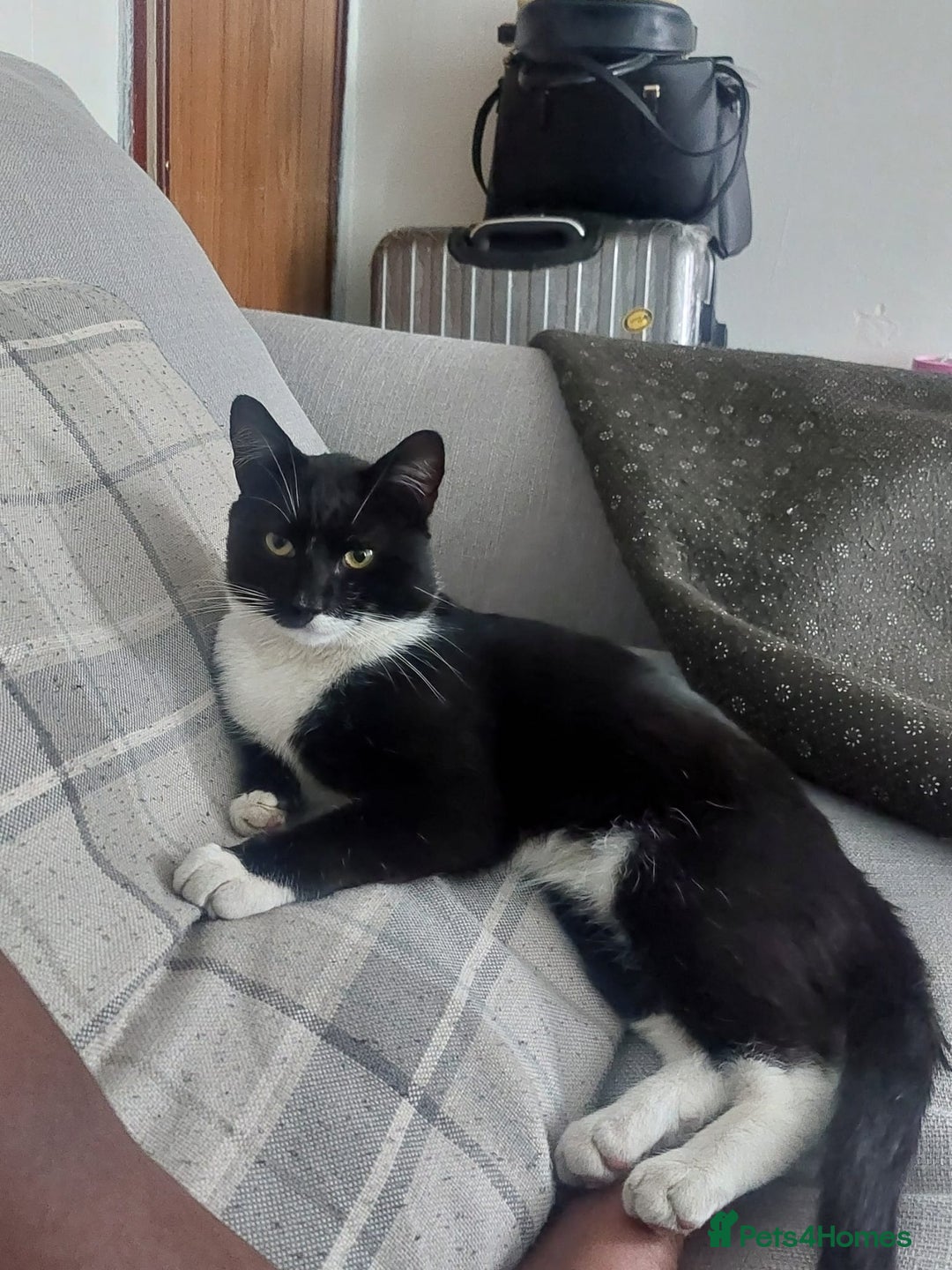 Domestic Shorthair cats for sale: Adorable Tuxedo Cat - Image 4