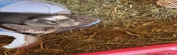 Guinea Pig rodents for sale: rehoming male guinepig in Newbury - Advert 3