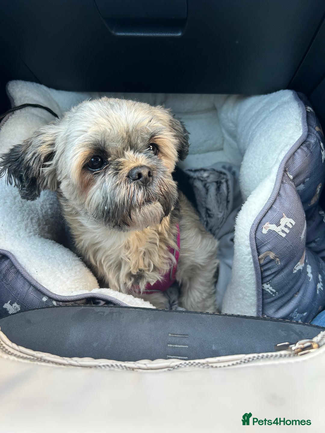 Shih Tzu dogs for sale: One dark brown male shihtzu - Advert 3