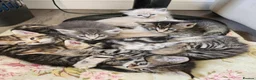 Mixed Breed cats for sale: Kittens for sale - Advert 6