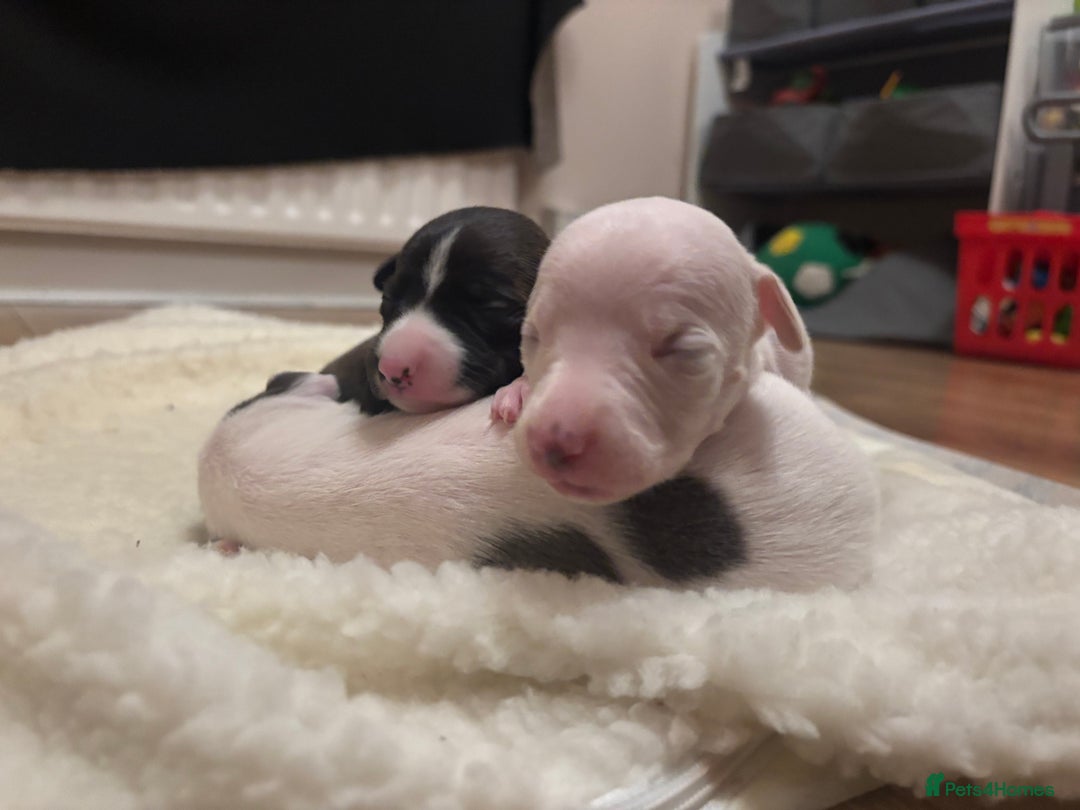 Whippet dogs for sale: KC Whippet Pups for sale  - Advert 13