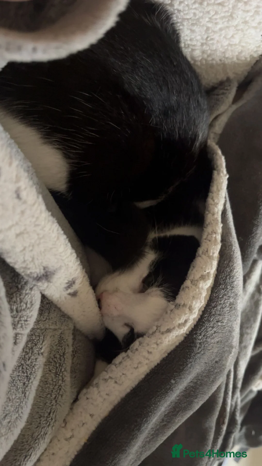 Mixed Breed cats for sale: Rudy Roo.  - Advert 2