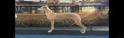 Whippet dogs for sale: Whippet bitch 7 months old  - Advert 4