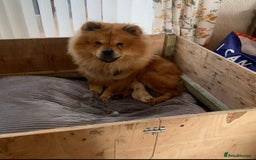 Chow Chow dogs for sale: 4 FEMALES POLAR WHITE CHOW CHOW  - Image 18