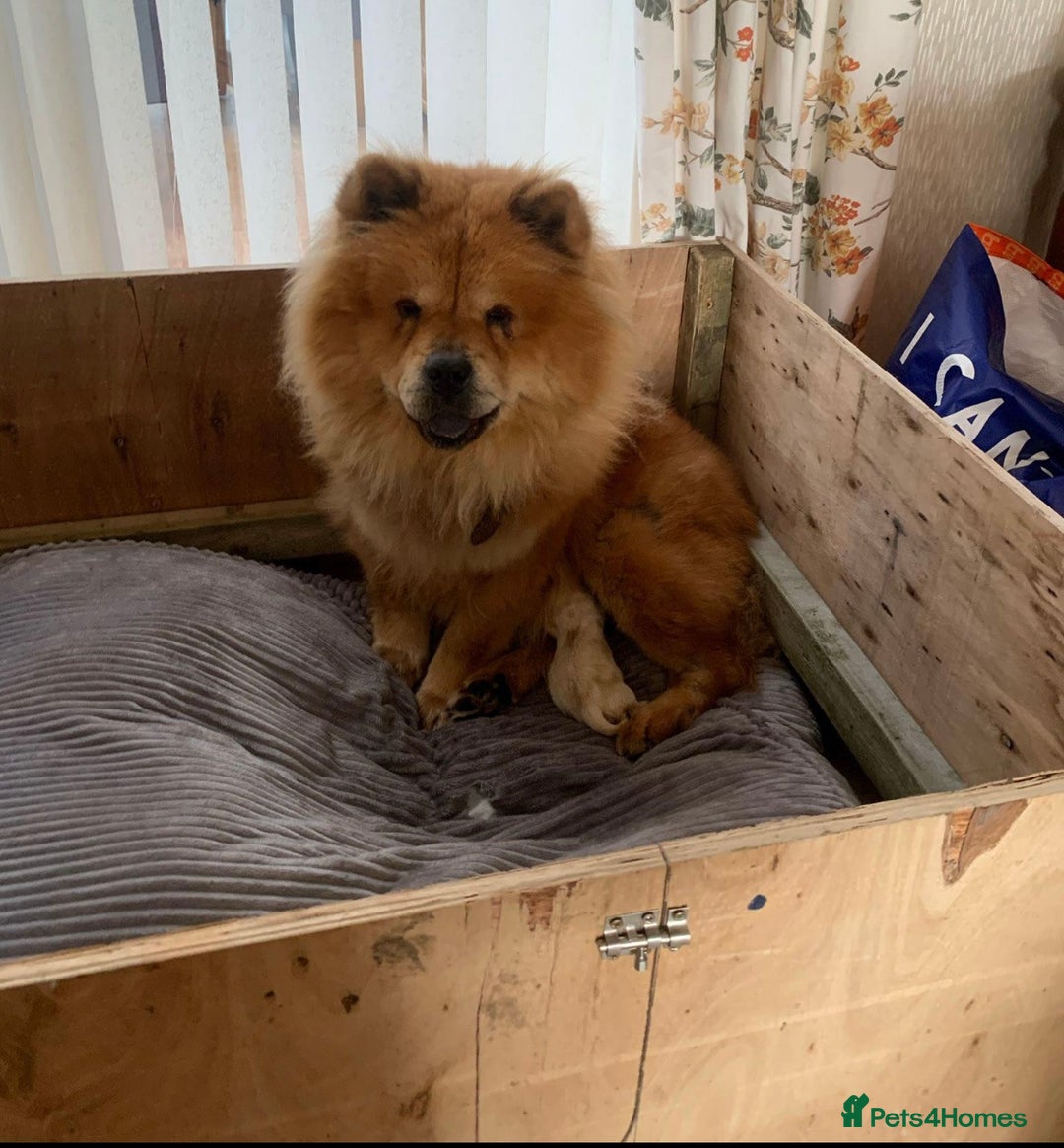 Chow Chow dogs for sale: 4 FEMALES POLAR WHITE CHOW CHOW  - Image 18