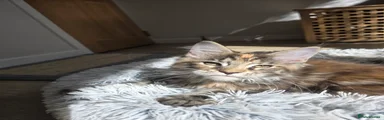 Maine Coon 6 - Purple female