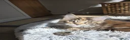 Maine Coon cats for sale: TICA Maine Coon Kittens | Russian Bloodlines - Advert 26