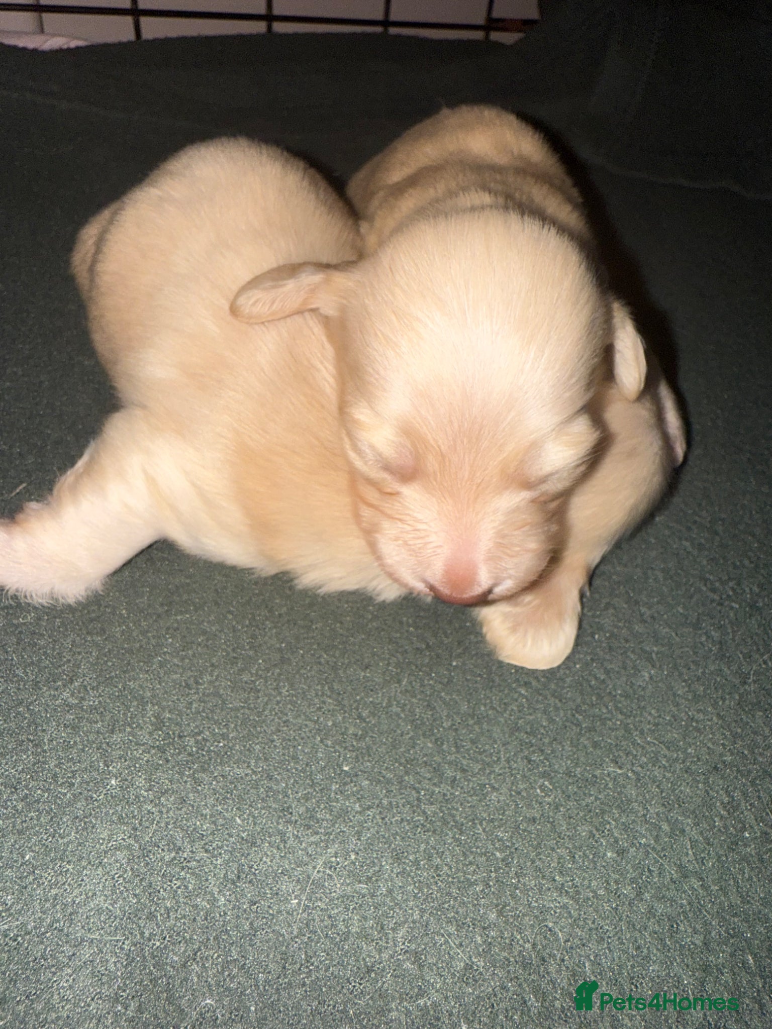 Miniature Dachshund dogs eeii Bright cream KC! Longhair miniature dachshund - Advert 1