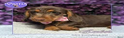 Miniature Dachshund dogs for sale: READY NOW Beautiful Mini Dachshund Puppies ⭐ - Advert 15