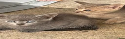 Domestic Shorthair cats for sale: 6 BEAUTIFUL KITTEN,(2 British Shorthairs) - Advert 16