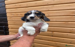 Cocker Spaniel dogs for sale: Cocker spaniel puppies  - Image 7