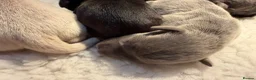 Labrador Retriever dogs for sale: Labrador puppies - Advert 6
