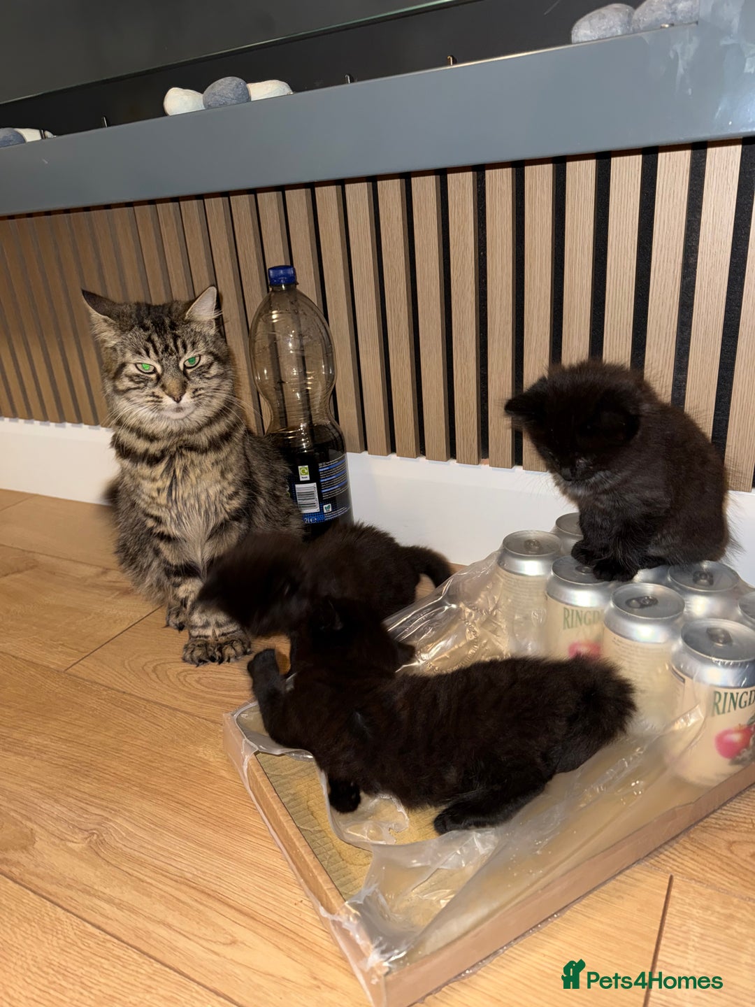 Siberian cats for sale: 6 beautiful Siberians kittens - Advert 5