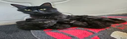 Maine Coon cats for sale: Beautiful black fluffy kittens - Advert 2