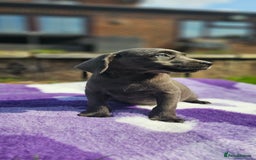 Labrador Retriever dogs for sale: LAST 2 KC HEALTH TESTED CHARCOAL LABS AVAILABLE  - Image 4
