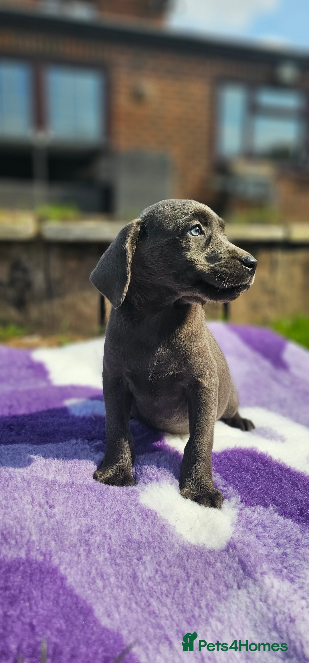 Labrador Retriever dogs for sale: LAST 2 KC HEALTH TESTED CHARCOAL LABS AVAILABLE  - Image 4