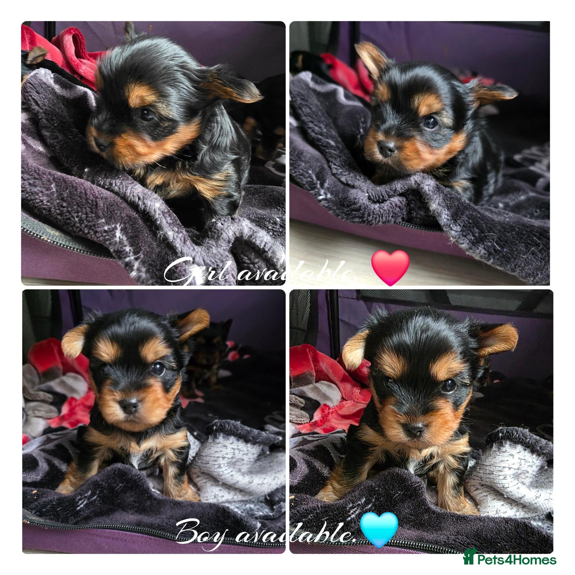 Yorkshire Terrier dogs 💕Yorkshire Terrier puppies.💕 - Advert 5