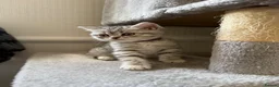 British Shorthair cats for sale: 🐾 FOR SALE: 5 British Shorthair Bosses 🐾 - Advert 1