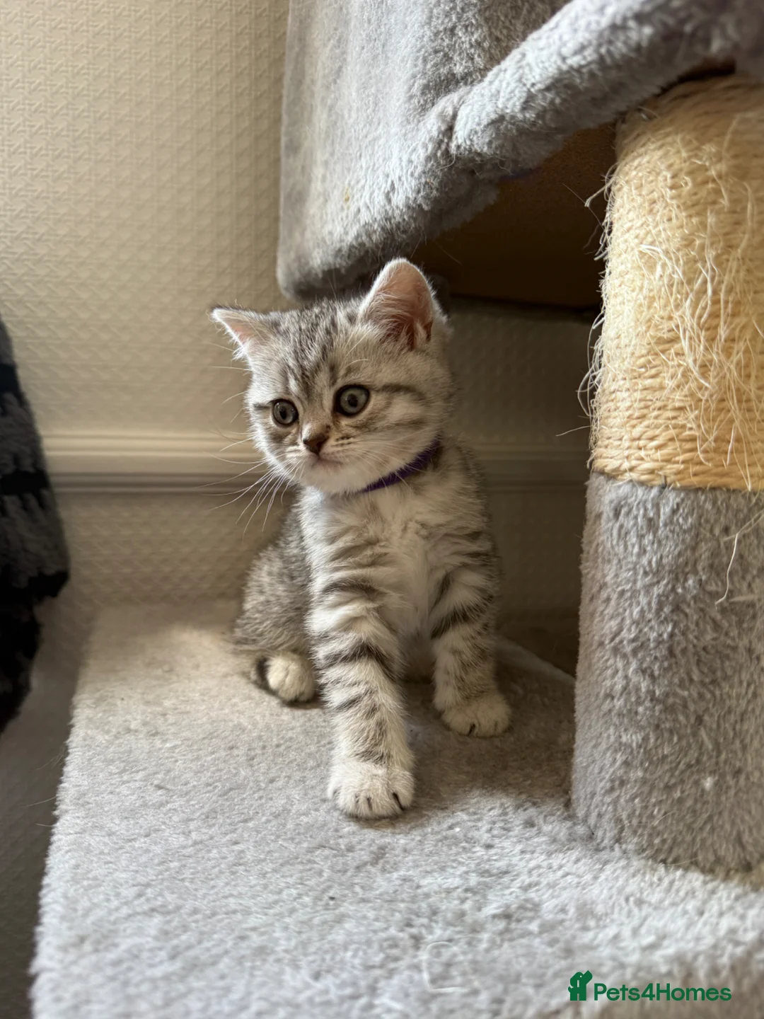 British Shorthair cats for sale: 🐾 FOR SALE: 5 British Shorthair Bosses 🐾 - Advert 1
