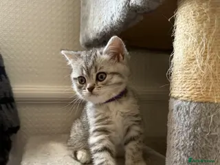 British Shorthair cats 🐾 FOR SALE: 5 British Shorthair Bosses 🐾 - Advert 2