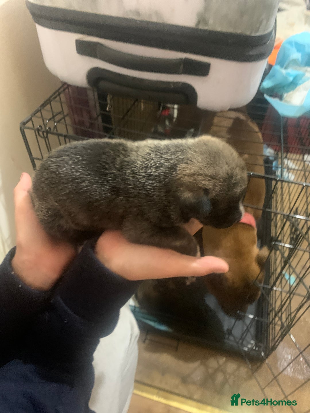 Mixed Breed dogs for sale: 5 Alaskan malamute x Staffordshire bull terrier  - Image 4