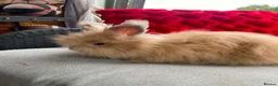 Lionhead rabbits for sale: English Full Face Angora Boy - Advert 7