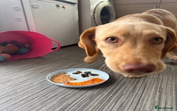 Labrador Retriever dogs for sale: nearly 7 month old labrador girl - Image 16