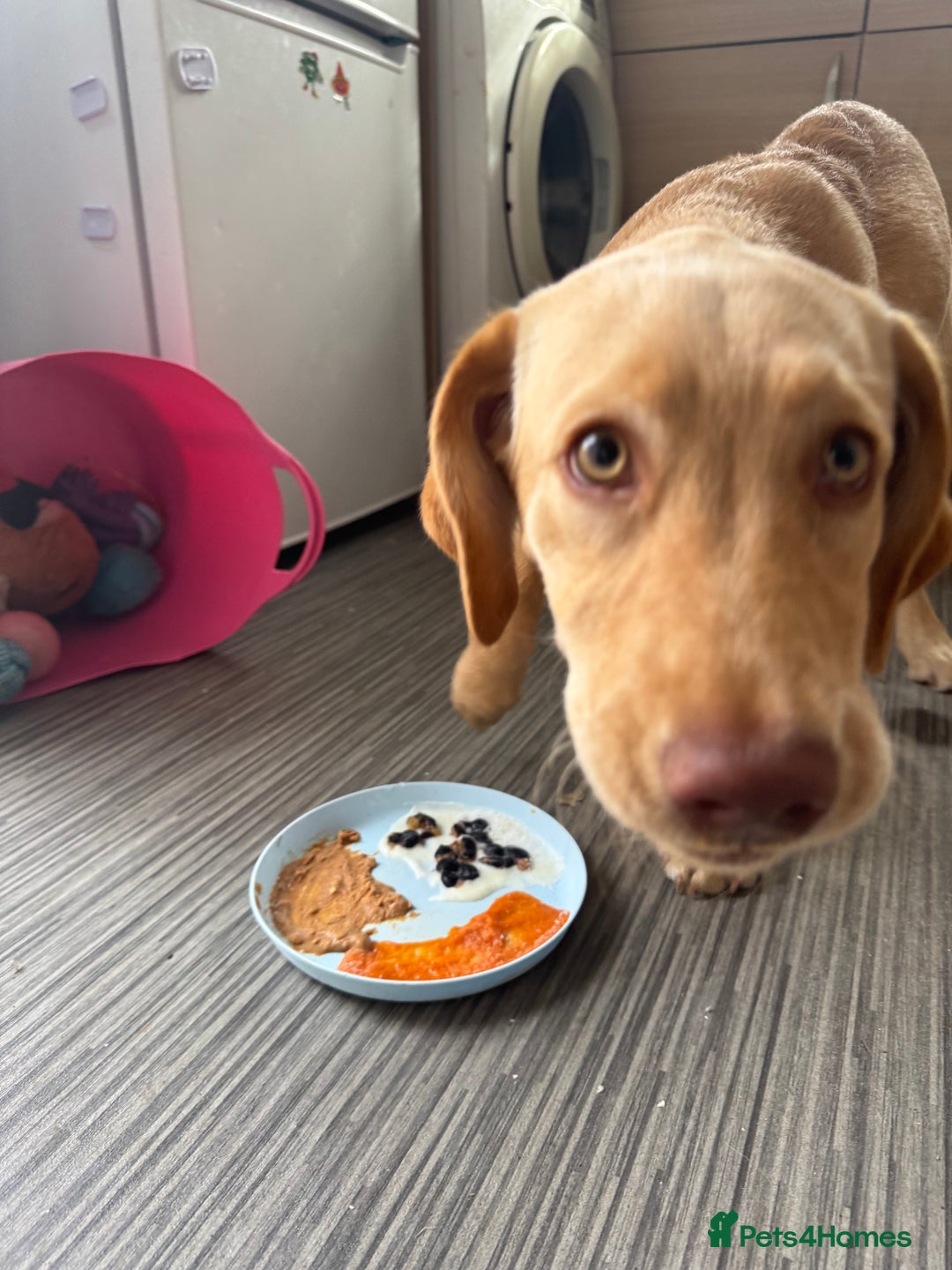 Labrador Retriever dogs for sale: nearly 7 month old labrador girl - Image 16