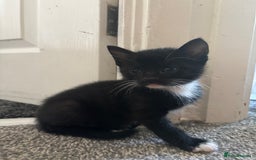 Mixed Breed cats for sale: 4 boy kittens left - Image 7