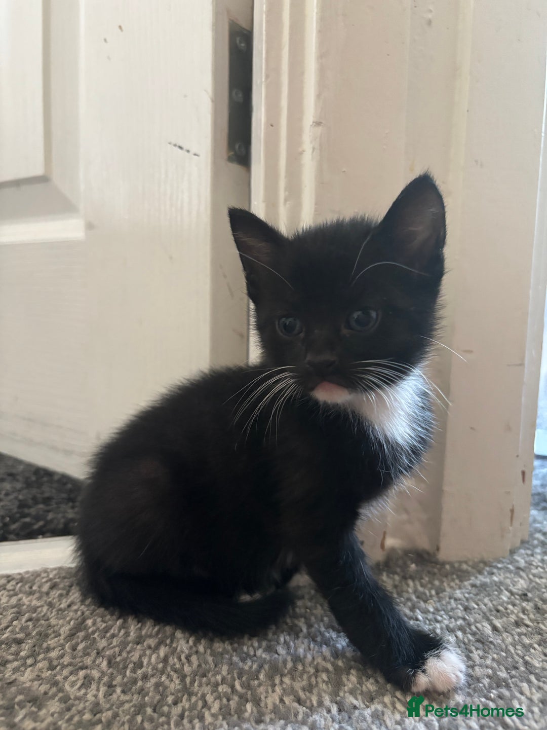 Mixed Breed cats for sale: 4 boy kittens left - Image 7