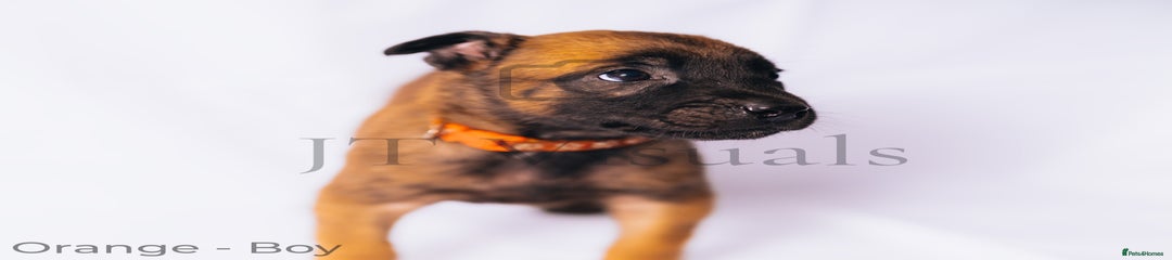 Belgian Shepherd Dog Puppy 2