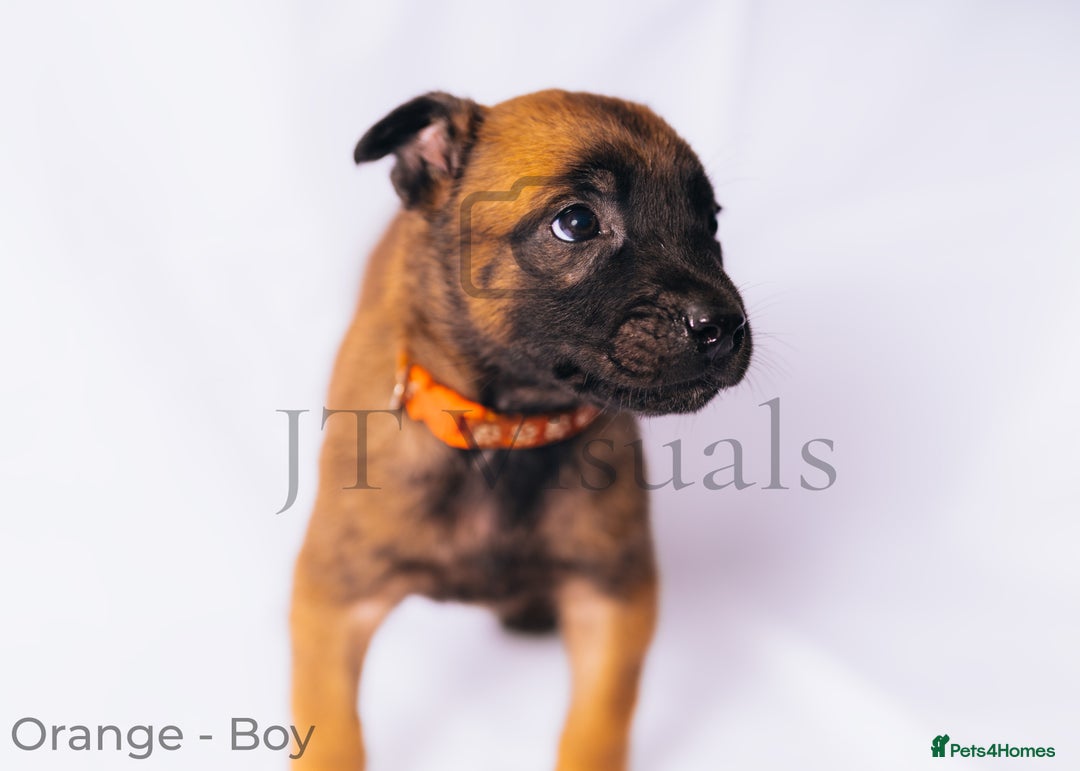 Belgian Shepherd Dog dogs for sale: Belgian Melinous pups ready for homes - Image 4