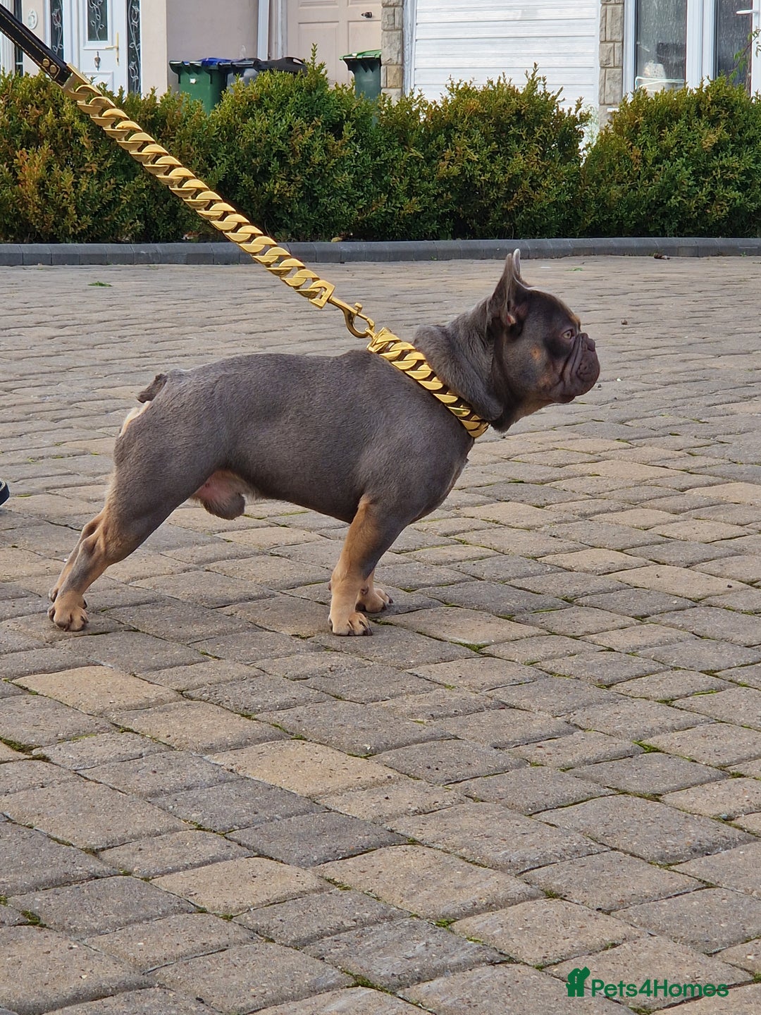 French Bulldog dogs for stud: Proven stud 🔥🔥 in Tipton - Advert 4