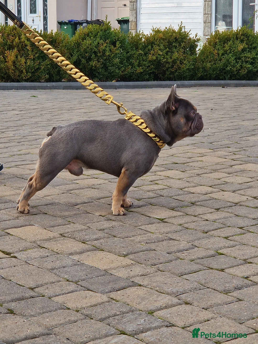 French Bulldog dogs for stud: Proven stud 🔥🔥 in Tipton - Advert 4