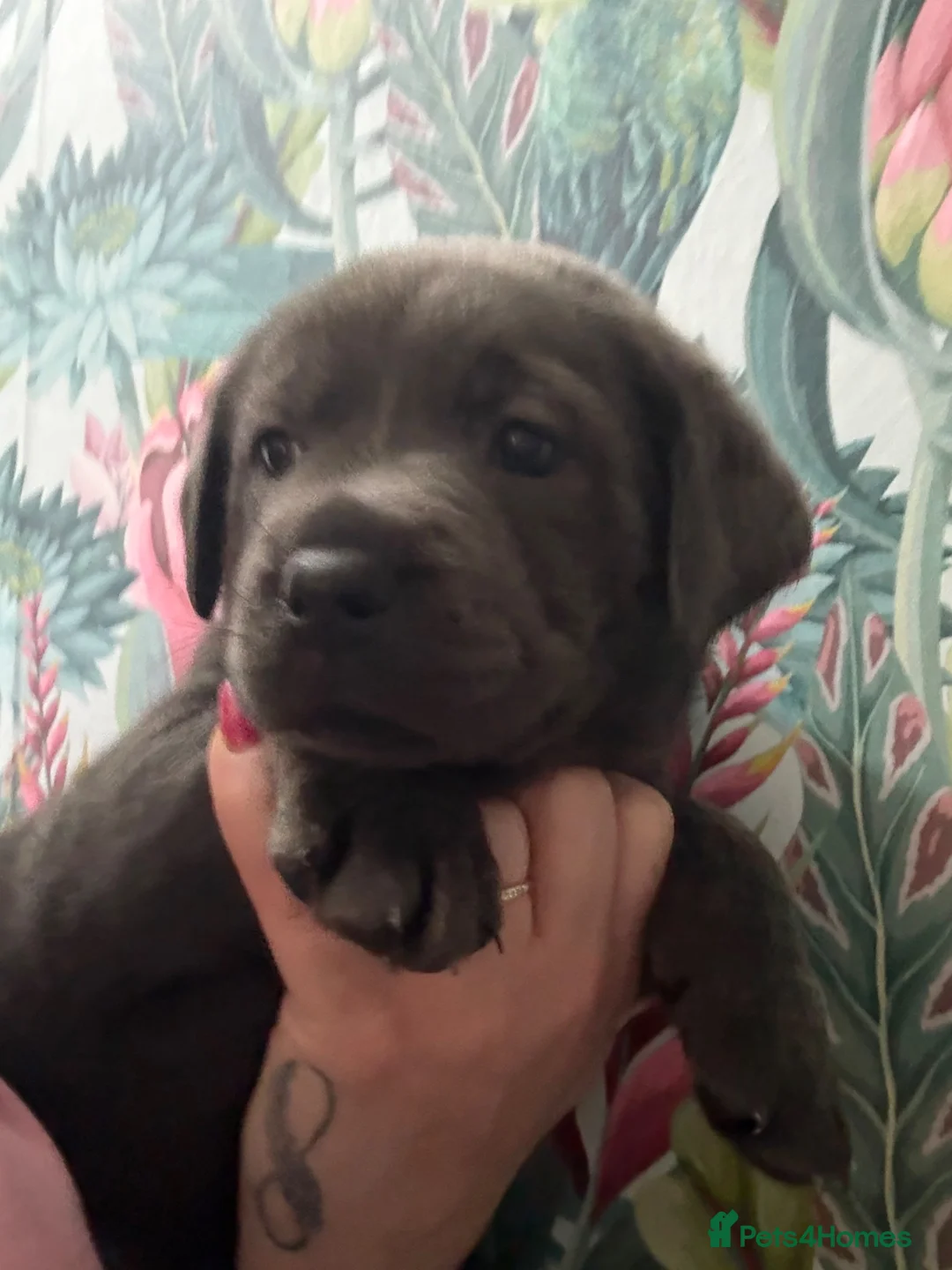 Labrador Retriever dogs for sale: Now taking deposits on my beautiful babies - Advert 1