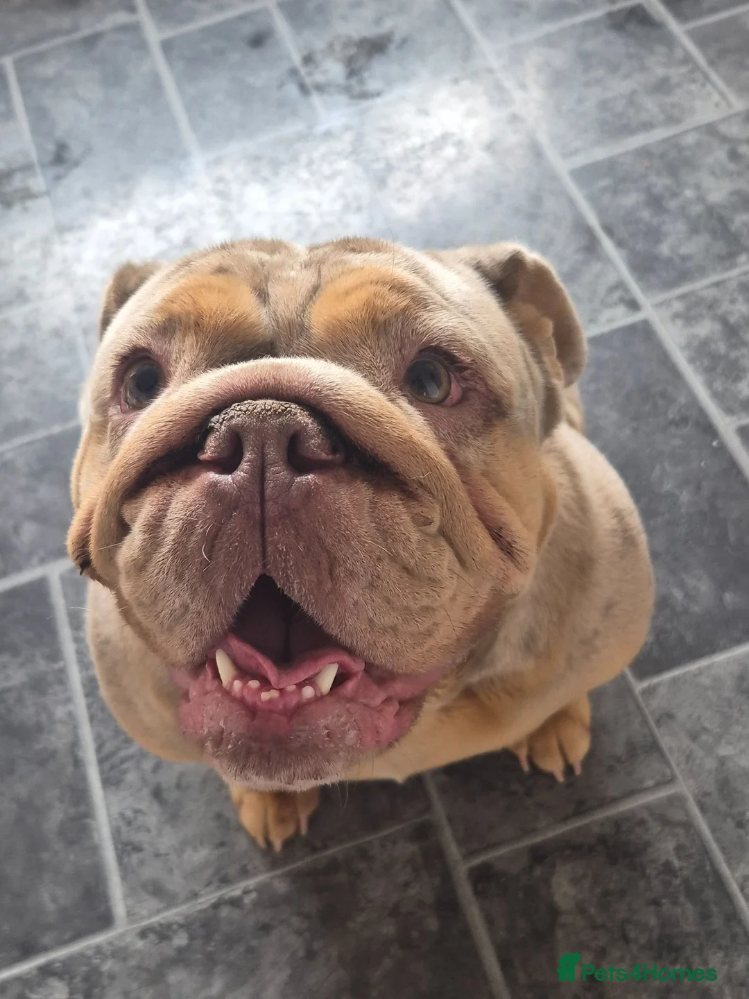 English Bulldog dogs for sale: 2 year old Female - Advert 5