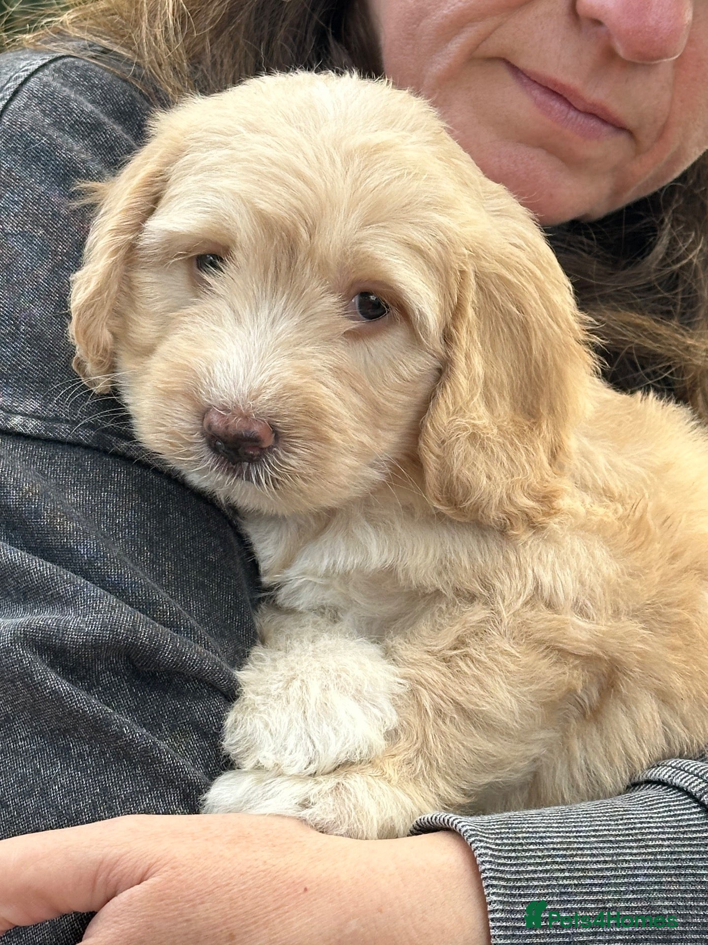Mixed Breed dogs Unique sheepadoodle mix  - Advert 17