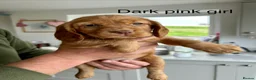 Cocker Spaniel dogs for sale: Beautiful Cocker Spaniel Puppies - Advert 18