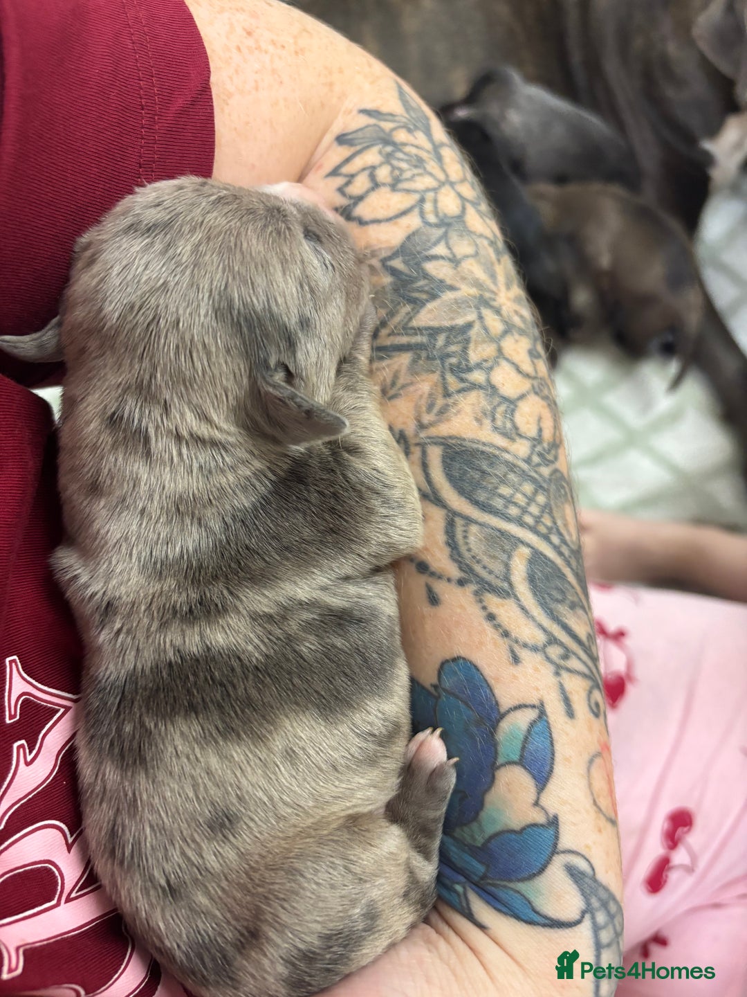 Staffordshire Bull Terrier dogs for sale: Staffy pups  - Advert 17