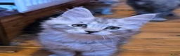 Maine Coon cats for sale: Pedigree Pure TICA Registered Maine Coon Kittens - Advert 11