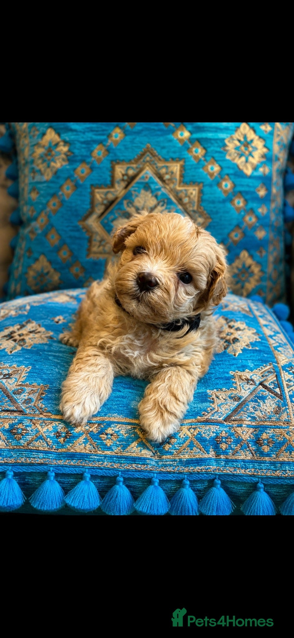 Maltipoo dogs Tiny small f1 Maltipoos  - Advert 1