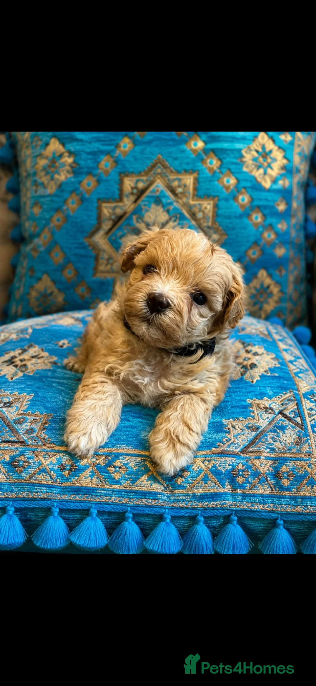 Maltipoo dogs for sale: Tiny small f1 Maltipoos  - Advert 1