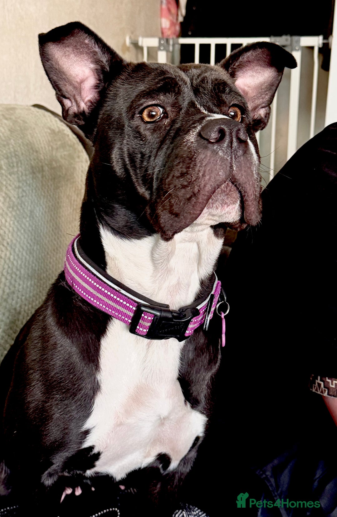 Mixed Breed dogs for sale: Poppy - Image 5