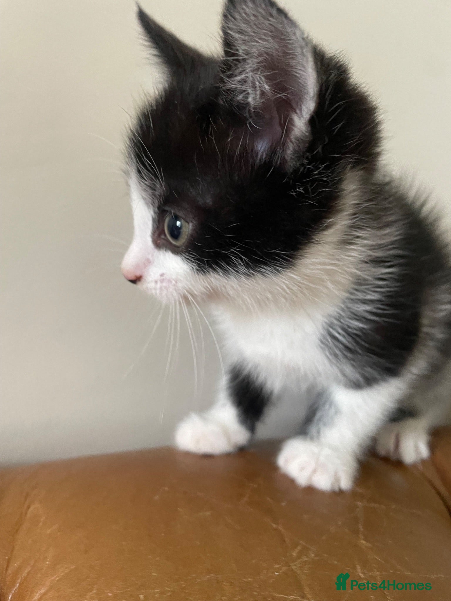 Mixed Breed cats Maine Coon Mix Kittens  - Advert 1