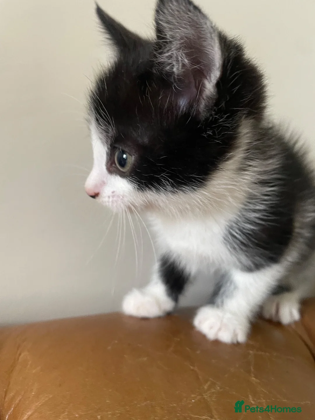 Mixed Breed cats for sale: Maine Coon Mix Kittens  - Advert 1