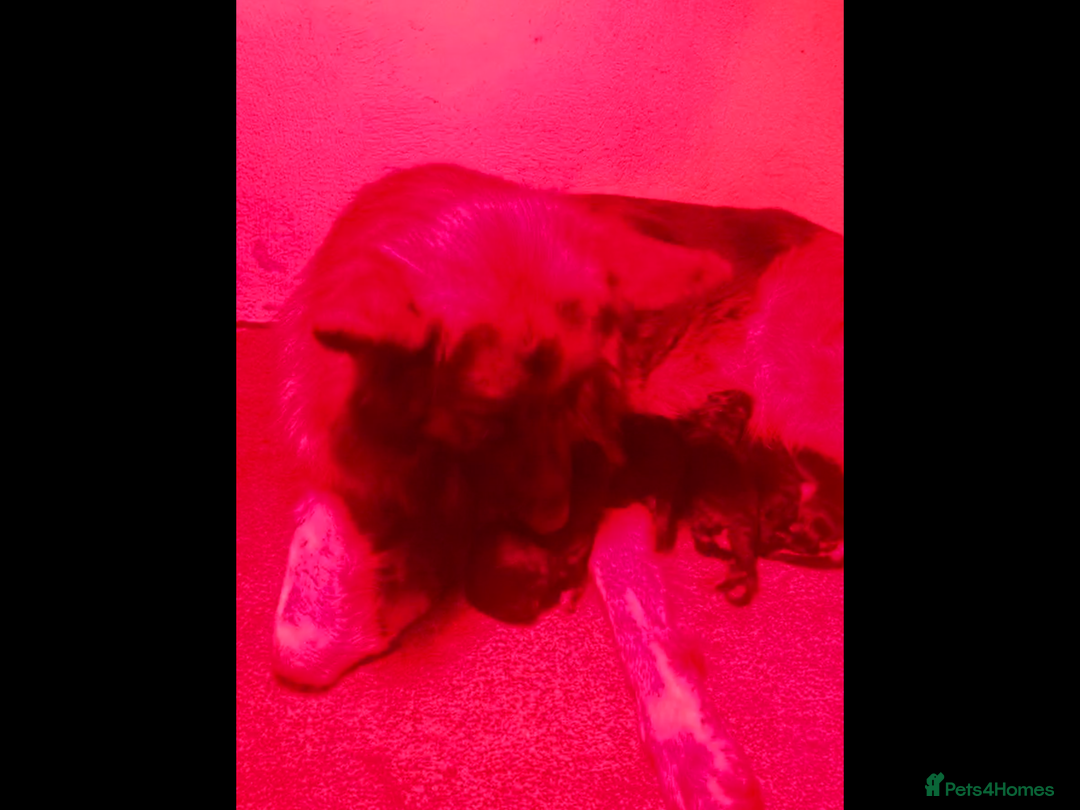 German Shepherd dogs for sale: Beautiful chunky long haired black, tan & red pups - Image 35